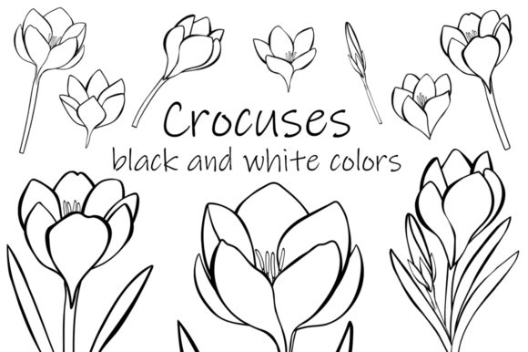 Download Crocuses Flower Black and White Coloring - K Collection