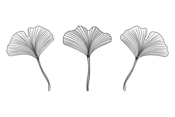 Download Ginkgo Biloba Leaves Black Line Set - K Collection