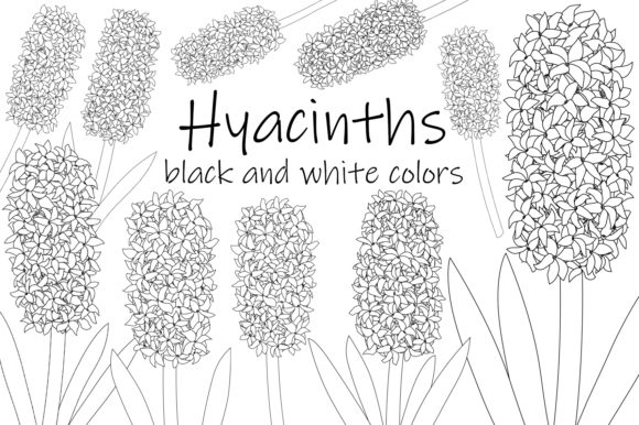 Download Hyacinth Flower Black and White Coloring - K Collection
